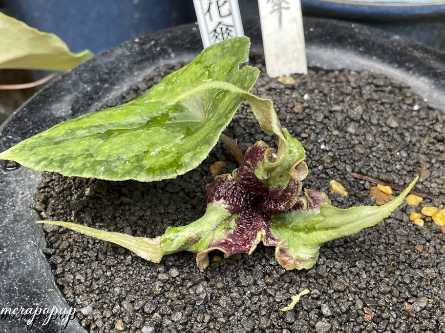 オナガカンアオイ 銘品 天紫紅 - 植物/観葉植物