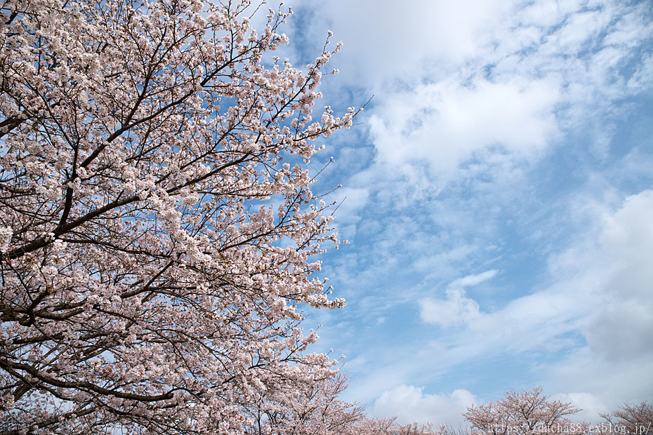 GW 桜祭り\'23　＃２_c0067040_14075951.jpg