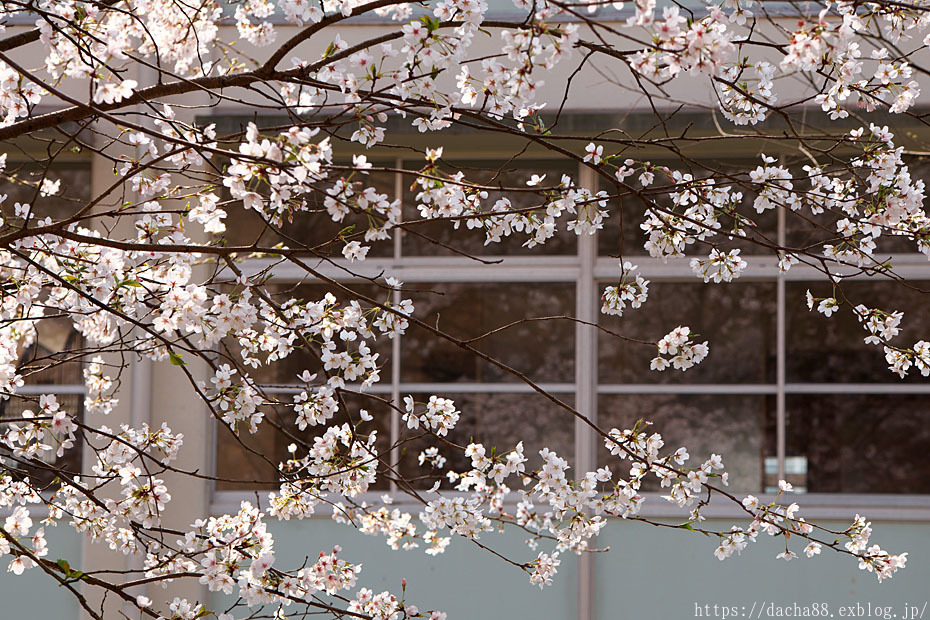 GW 桜祭り\'23　＃２_c0067040_14093632.jpg