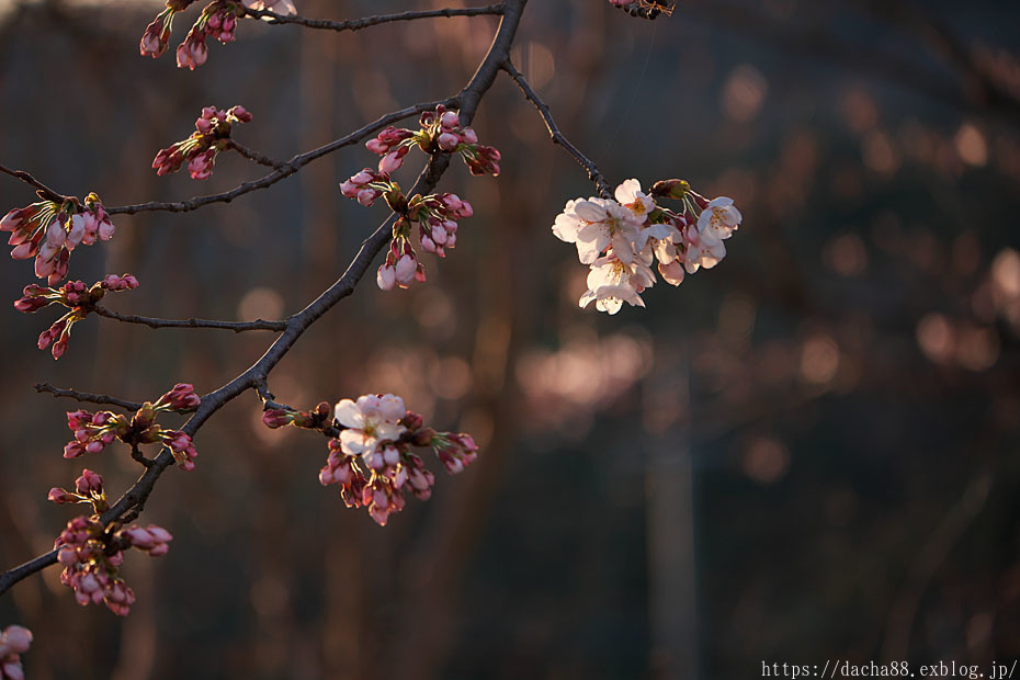 GW 桜祭り\'23　＃２_c0067040_14122349.jpg