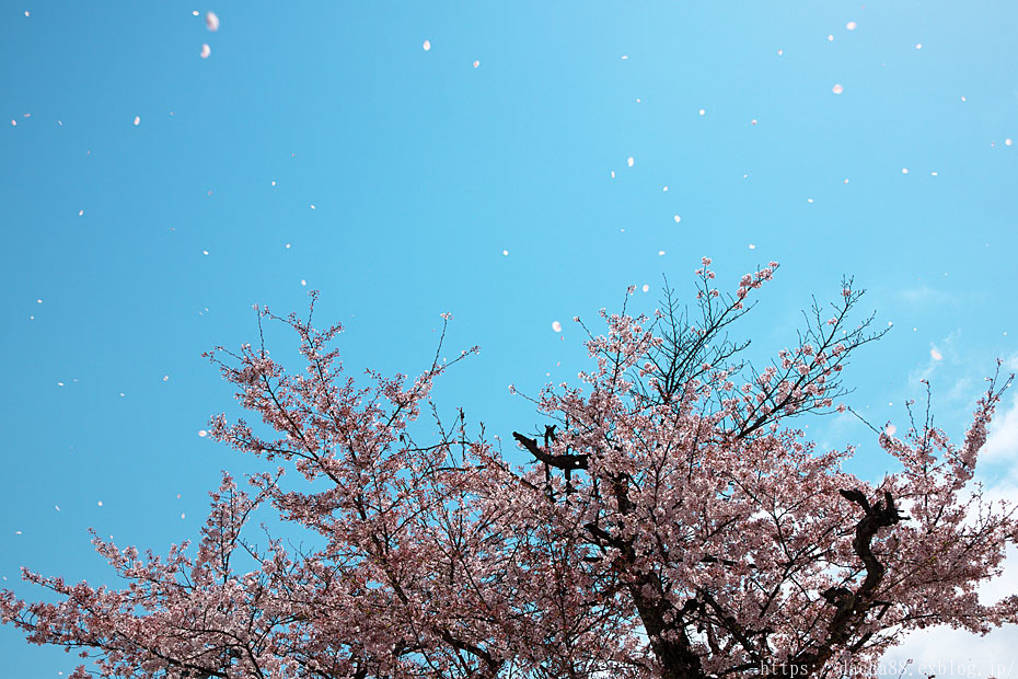 GW 桜祭り\'23　＃２_c0067040_14153752.jpg