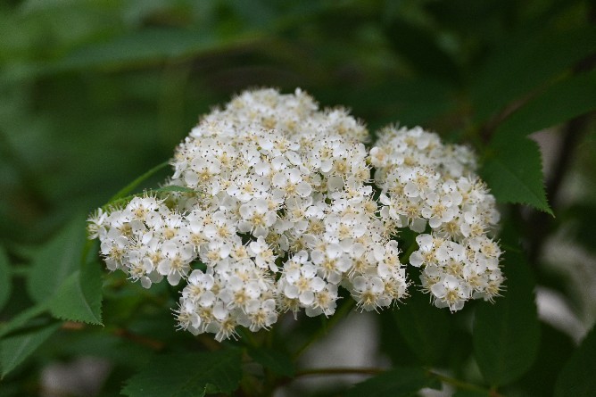 花咲き乱れ、チョウが舞う_c0152317_21113667.jpg