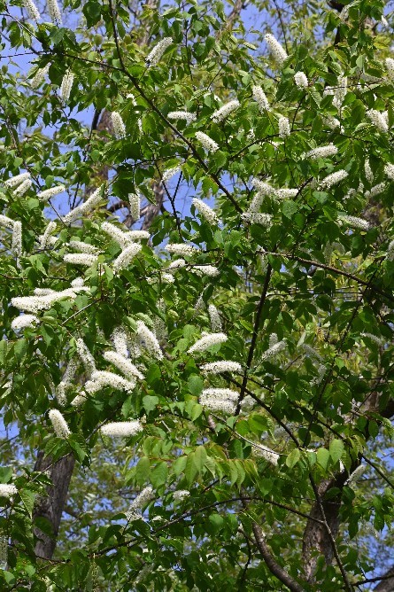 花咲き乱れ、チョウが舞う_c0152317_21291916.jpg