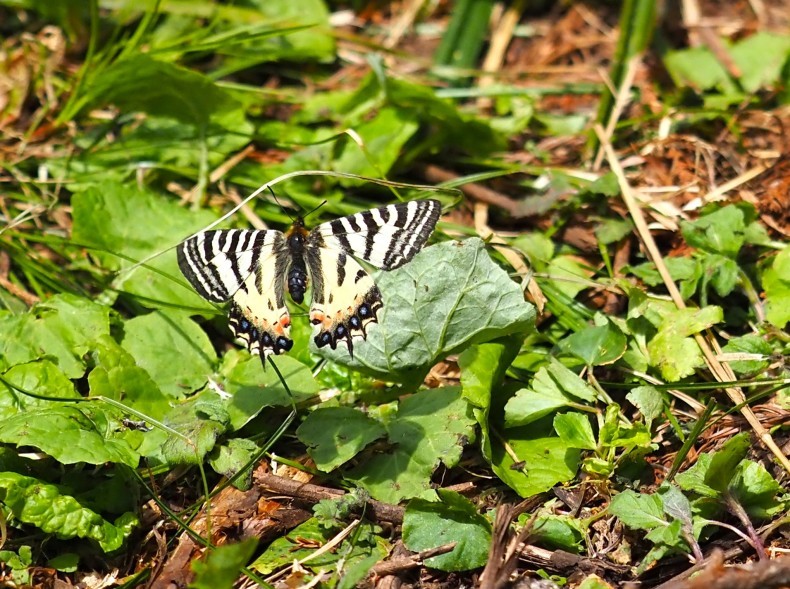 ヒメギフチョウ・ギフチョウ（イエローバンド）_d0394487_04445660.jpg