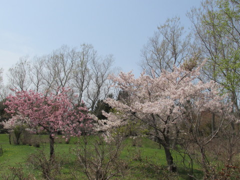 桜満開です！_d0072917_13563260.jpg