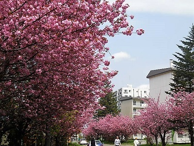 今年の八重桜　タケノコご飯　柏餅など・・・_d0145759_14394607.jpg