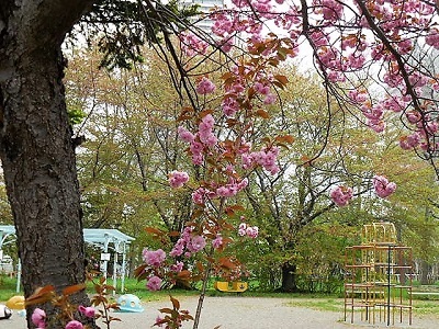 今年の八重桜　タケノコご飯　柏餅など・・・_d0145759_14400673.jpg