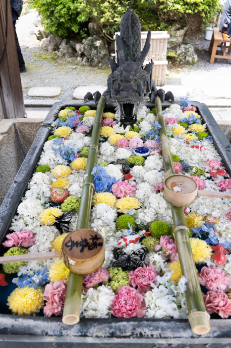 新緑の柳谷観音楊谷寺(1)　花手水_b0043304_22360404.jpg