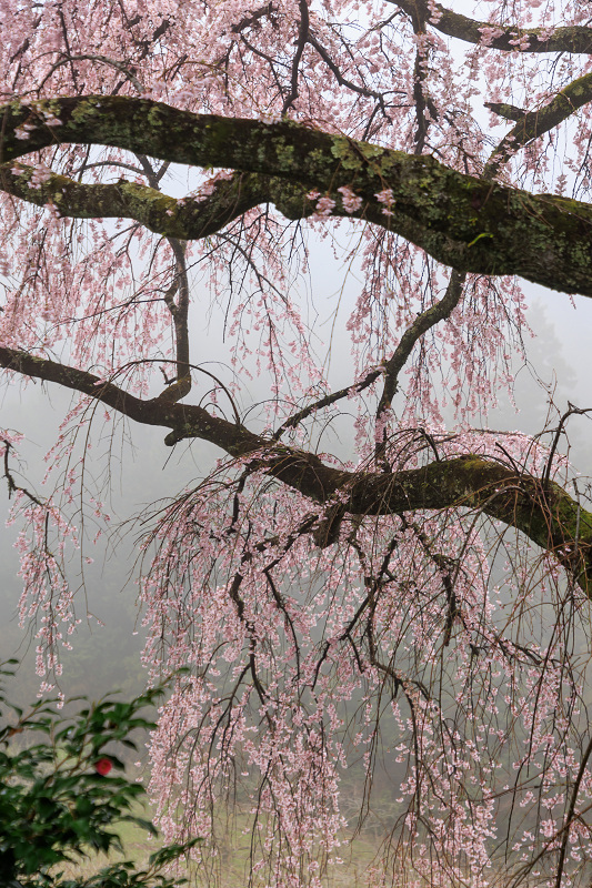 2022桜咲く奈良　西吉野・栃原のしだれ桜_f0155048_23035207.jpg