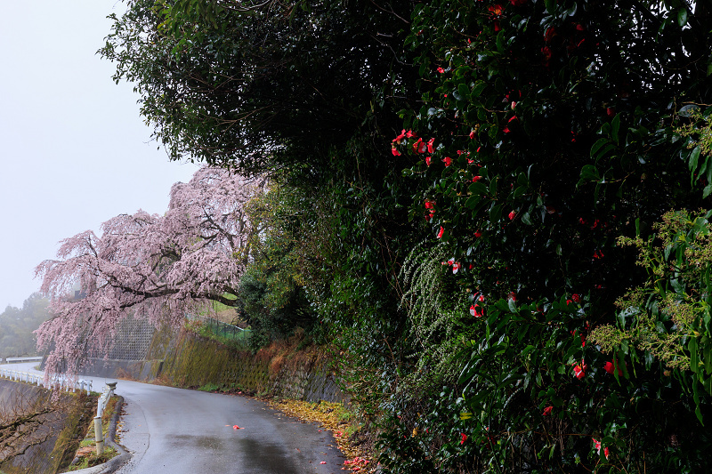 2022桜咲く奈良　西吉野・栃原のしだれ桜_f0155048_23041344.jpg