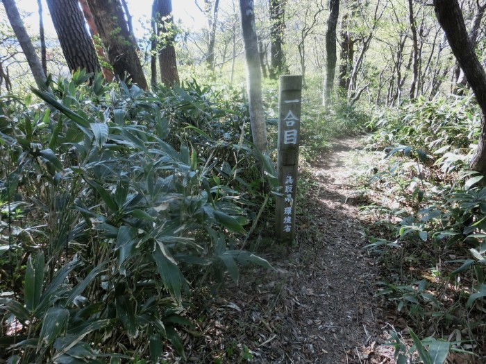 No576 カタクリ満開の鳥取・岡山県境の毛無山_b0185573_10375326.jpg