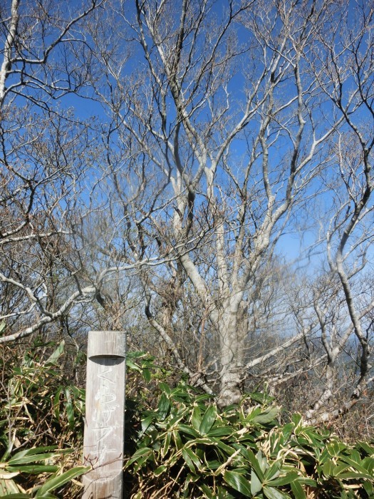 No576 カタクリ満開の鳥取・岡山県境の毛無山_b0185573_15442039.jpg