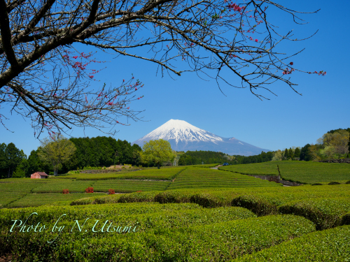 富士山周辺散策ー４月10日_d0155021_15104350.jpg
