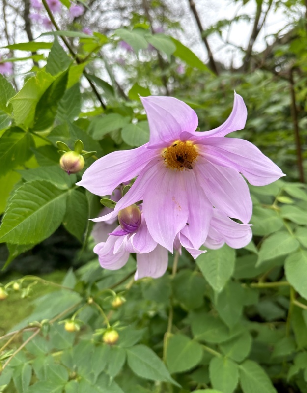 久しぶりに歩いたファーム／ Our Farm In May_e0310424_12391484.jpeg