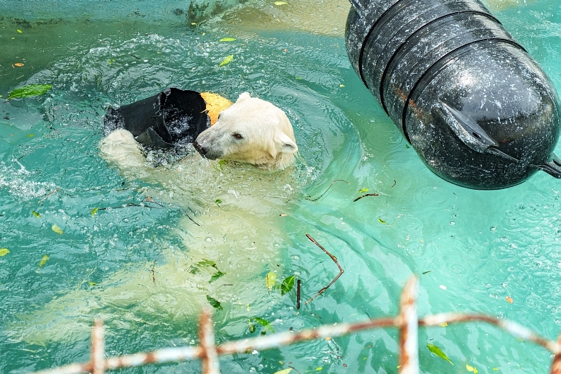 OmoのGW ～初日：一人で天王寺動物園へホウちゃんに会いに_f0189086_14225797.jpg