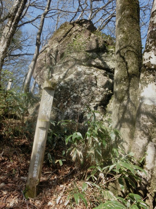 No576 カタクリ満開の鳥取・岡山県境の毛無山_b0185573_16533145.jpg