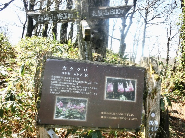 No576 カタクリ満開の鳥取・岡山県境の毛無山_b0185573_17011380.jpg