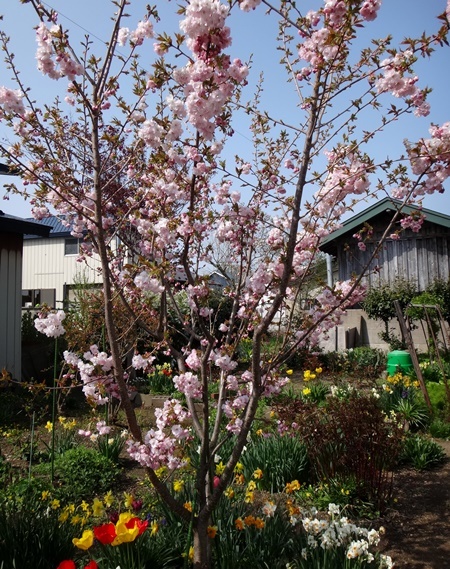 庭の小さな八重桜と、今年のチューリップいろいろ♪_a0136293_14480317.jpg