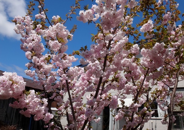 庭の小さな八重桜と、今年のチューリップいろいろ♪_a0136293_14491460.jpg