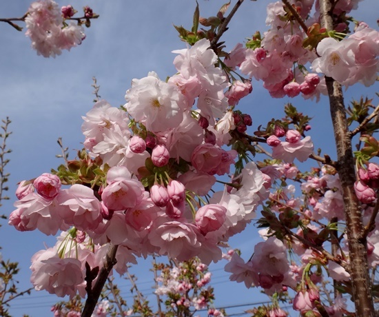 庭の小さな八重桜と、今年のチューリップいろいろ♪_a0136293_14493703.jpg