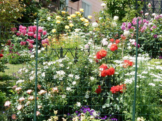 ’２３．５．１０（水）バラの園のお庭と「愛と心」_f0060461_08023517.jpg