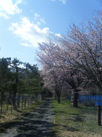 桜、満開なのにちょっと寒い_b0343293_21282198.jpg