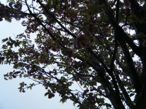 桜、満開なのにちょっと寒い_b0343293_21324724.jpg