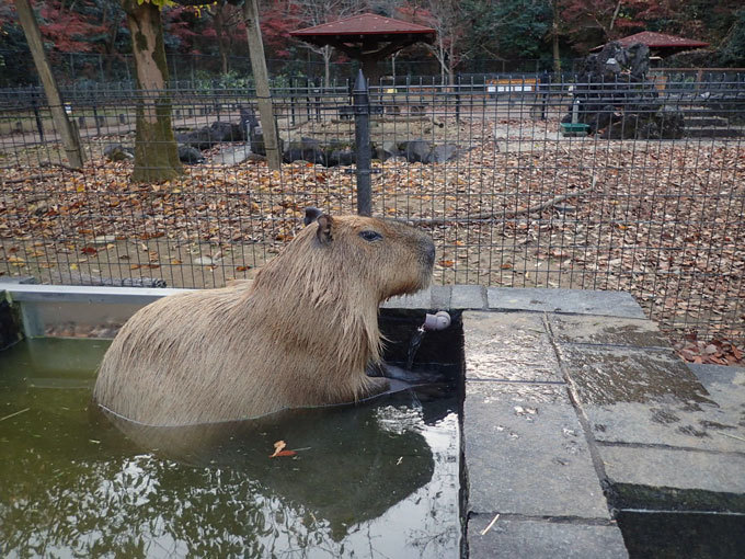 カピバラ温泉～桶風呂＆打たせ湯でまったりと（埼玉県こども動物自然