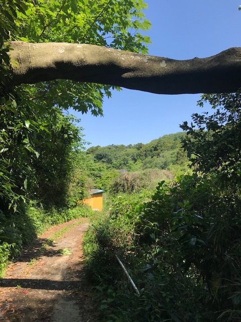 神奈川県有竹林近くの赤道で倒木発生5・10_c0014967_07191479.jpg