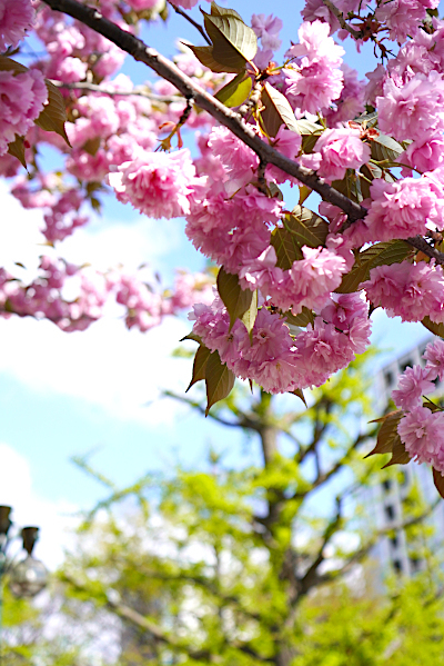 八重桜の季節_b0055196_08493287.jpg