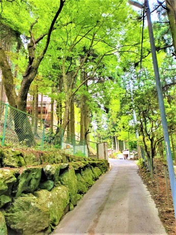 森林浴を楽しみながら異空間をのぞいてみましょう！「六甲山　ブナの道・高山植物園」_c0218841_23342378.jpg