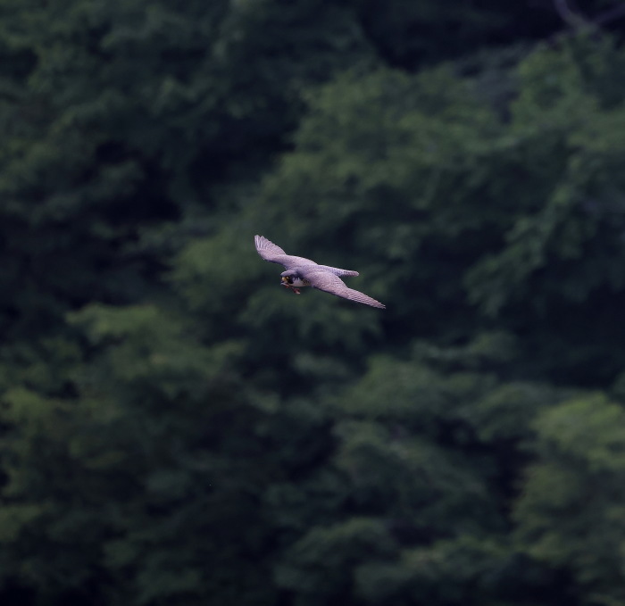 ハヤブサ：餌を咥えて飛翔する姿２０２３_c0319902_06451779.jpg