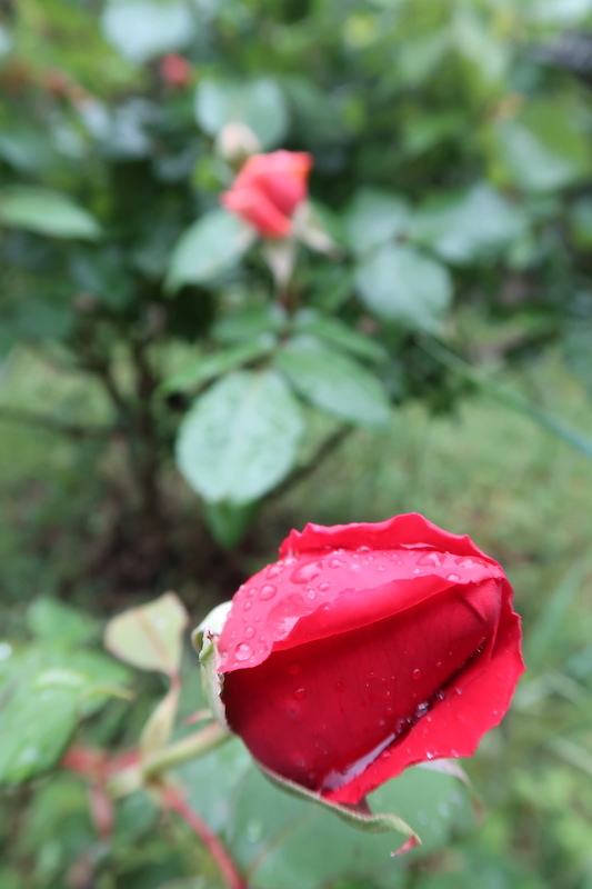 バラとターバン王子のラン次々に花開く雨の庭_f0234936_17481262.jpg
