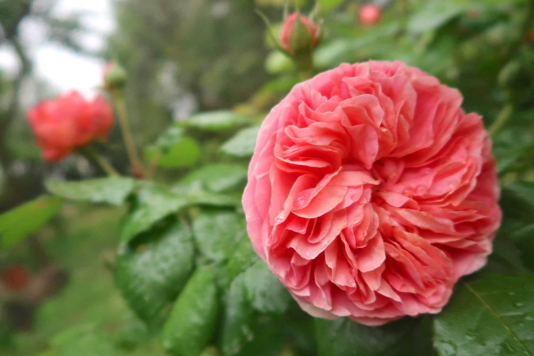 バラとターバン王子のラン次々に花開く雨の庭_f0234936_17481304.jpg