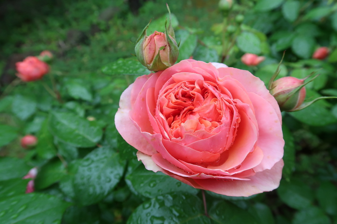 バラとターバン王子のラン次々に花開く雨の庭_f0234936_17481309.jpg