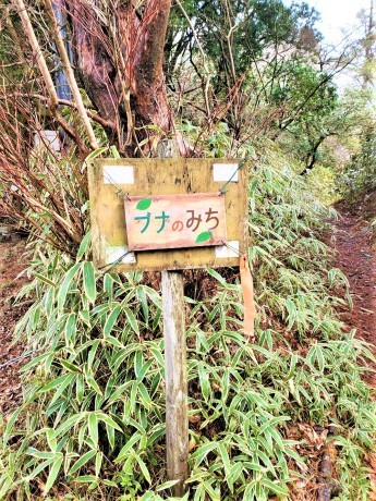 森林浴を楽しみながら異空間をのぞいてみましょう！「六甲山　ブナの道・高山植物園」_c0218841_11221064.jpg