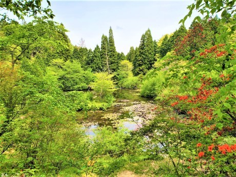 森林浴を楽しみながら異空間をのぞいてみましょう！「六甲山　ブナの道・高山植物園」_c0218841_11305883.jpg