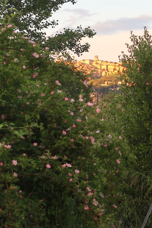 バラと夕景きれいペルージャ雨上がりの散歩道_f0234936_23431411.jpg