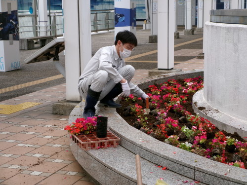 名古屋港水族館前花壇の植栽R5.5.15_d0338682_08011860.jpg
