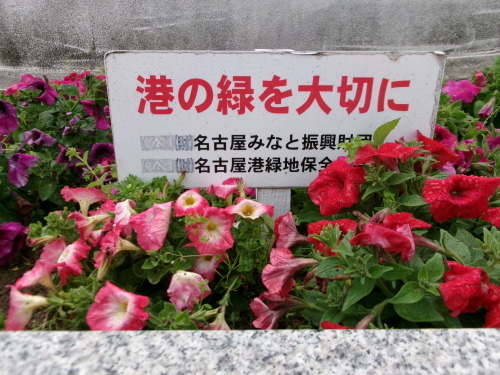名古屋港水族館前花壇の植栽R5.5.15_d0338682_08030621.jpg