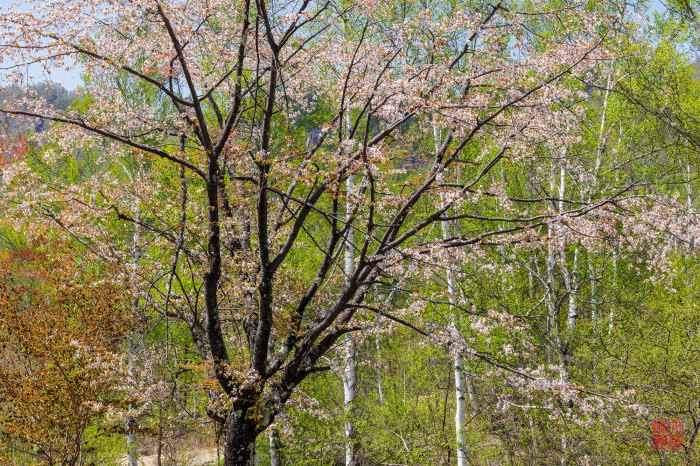 山桜_f0361287_21564952.jpg