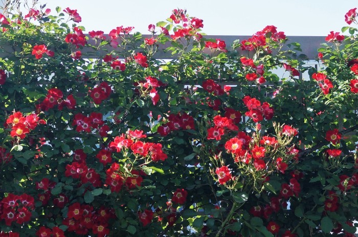 ■ウォーキング【「内陸工業団地　日本フルハーフの薔薇」を見て来ました♪】_b0033423_01091484.jpg