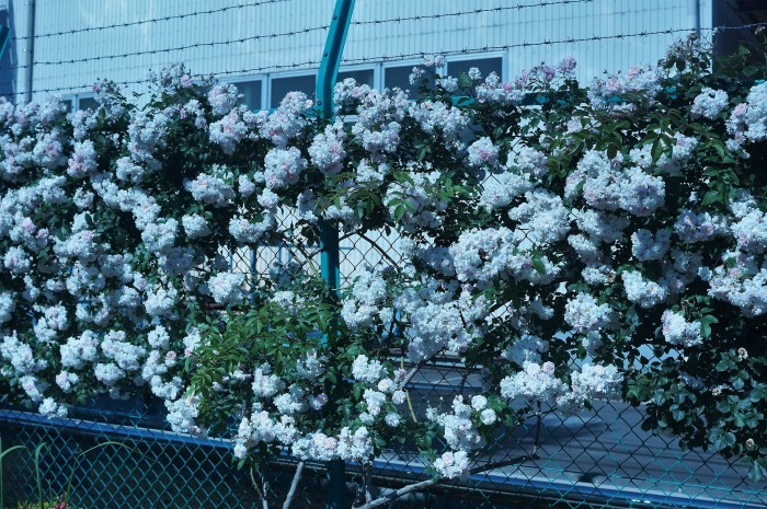 ■ウォーキング【「内陸工業団地　日本フルハーフの薔薇」を見て来ました♪】_b0033423_01141100.jpg