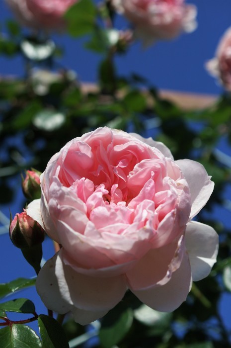 ■ウォーキング【「内陸工業団地　日本フルハーフの薔薇」を見て来ました♪】_b0033423_01173492.jpg