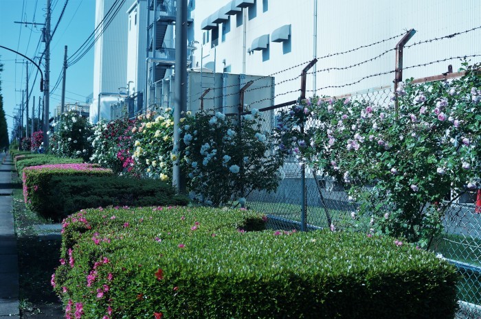■ウォーキング【「内陸工業団地　日本フルハーフの薔薇」を見て来ました♪】_b0033423_01193924.jpg