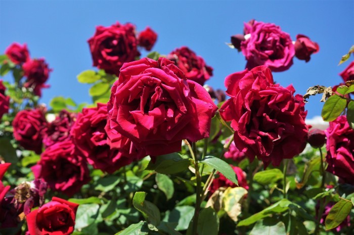 ■ウォーキング【「内陸工業団地　日本フルハーフの薔薇」を見て来ました♪】_b0033423_01372820.jpg