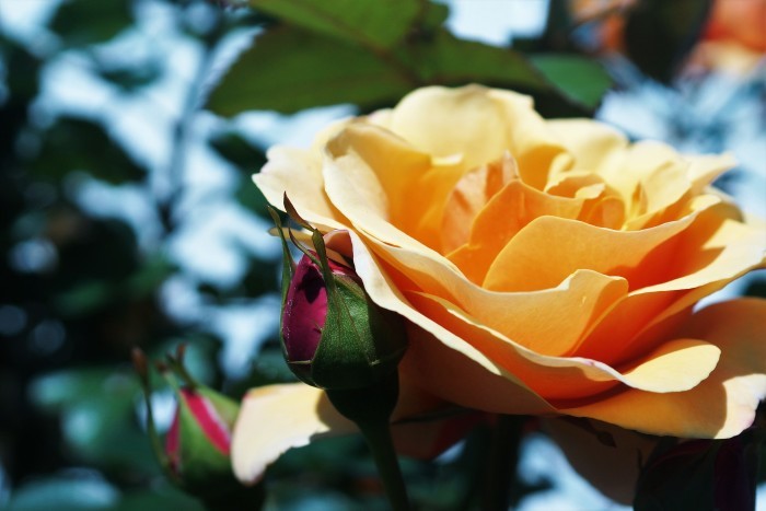 ◆続２・ウォーキング【日本フルハーフの薔薇は　品種も多くて咲っ振りもお見事です♪_b0033423_19570779.jpg