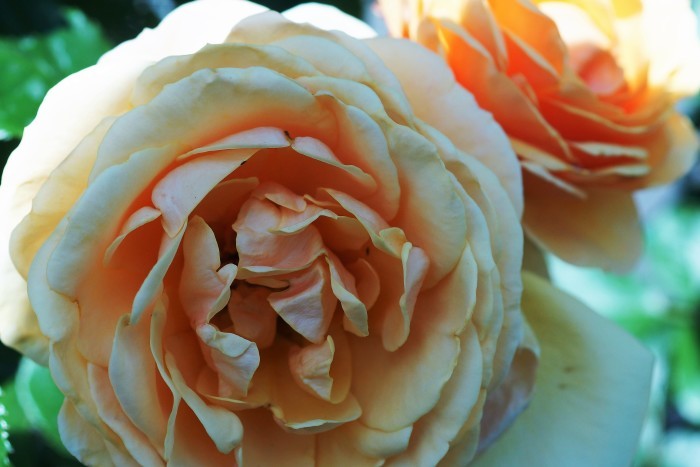 ◆続２・ウォーキング【日本フルハーフの薔薇は　品種も多くて咲っ振りもお見事です♪_b0033423_19580444.jpg