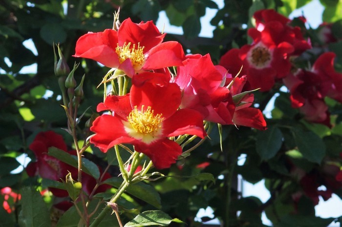 ◆続２・ウォーキング【日本フルハーフの薔薇は　品種も多くて咲っ振りもお見事です♪_b0033423_19595270.jpg