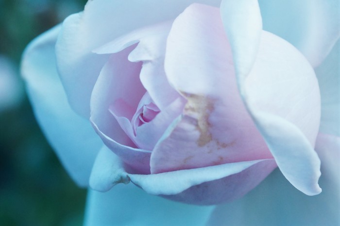 ◆続２・ウォーキング【日本フルハーフの薔薇は　品種も多くて咲っ振りもお見事です♪_b0033423_20031964.jpg